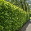 Habr obecný (Carpinus betulus)