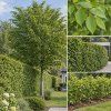 habr-obecny-carpinus-betulus-zivy-plot-a-mlade-rostliny