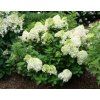 skaraina hortenzija little spooky hydrangea paniculata c2 kont