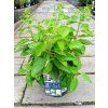 37567 2 hortenzie latnata little spooky hydrangea paniculata little spooky