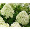 hydrangea paniculata little spooky 6a8