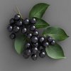 aronia-prunifolia-melanocarpa--hugin-temnoplodec-cernoplody