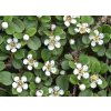 cotoneaster procumbens queen of carpets op stam