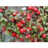 cotoneaster queen of carpets p5529 42314 image