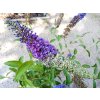 37765 1 komule davidova empire blue buddleja davidii empire blue