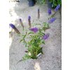 37765 2 komule davidova empire blue buddleja davidii empire blue
