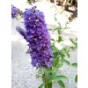 37765 komule davidova empire blue buddleja davidii empire blue