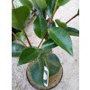 37771 1 camellia japonica william bartlett kamelie japonska