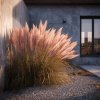 pampasova trava cortaderia selloana rosea jemne ruzove az kremove laty u moderni stavby