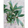 37792 5 brslen kridlaty compactus euonymus alatus compactus