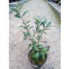 37792 7 brslen kridlaty compactus euonymus alatus compactus