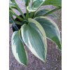 Hosta 'American Halo' (Bohyška)