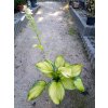 37813 1 hosta stained glass bohyska