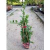 37837 2 hlohyne sarlatova red column pyracantha coccinea red column