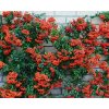 pyracantha red column red firethorn hedging plant 9cm p2448 27266 image