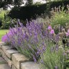 Levandule lékařská 'Hidcote' – kompaktní polokeř s fialovými květy a aromatickými listy, ideální pro zahradní záhony a bylinkové kompozice.