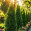 Túje západní 'Smaragd' je velmi oblíbený jehličnan s elegantním, kuželovitým růstem a sytě zeleným, jemným jehličím