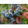 Mahonia aquifolium bare root foliage berries (1)