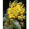 Mahonia aquifolium Apollo