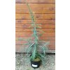 38059 2 cedr himalajsky cedrus deodara