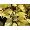 japanische schoenfrucht leucocarpa m090289 w 1