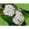 Callicarpa japonica Leucocarpa 0013401 52397