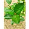 aronia-prunifolia--viking-aronie-temnoplodec-cernoplody