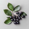 aronia-prunifolia--nero-aronie-temnoplodec-cernoplody