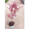 Acer palmatum 'Bloodgood' (Javor dlanitolistý)