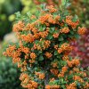 Hlohyně (Pyracantha hybride) 100 cm kmínek – mrazuvzdorný, stálezelený stromek s barevnými plody, ideální pro menší zahrady, nádoby a okrasné záhony.