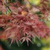 Javor dlanitolistý 'Jerre Schwartz' – okrasný keř s proměnlivými barvami listů, ideální do japonských zahrad.