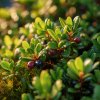 medvedice lekarska arctostaphylos uva ursi detail listu a plodu na prirozenem stanovisti