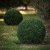 Zimostráz vždyzelený (Buxus sempervirens) – stálezelený keř pro živé ploty