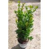 Zimostráz vždyzelený (Buxus sempervirens) – stálezelený keř pro živé ploty