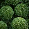Zimostráz vždyzelený (Buxus sempervirens) – stálezelený keř pro živé ploty