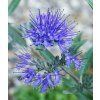 39203 orechoplodec clandonsky kew blue caryopteris clandonensis kew blue