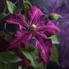 clematis niobe