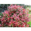photinia fraseri little red robin