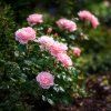 růže Rosa ‚Queen Elizabeth‘