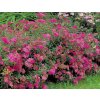 Spiraea japonica Anthony Waterer5