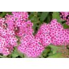 spiraea japonica anthony waterer4