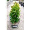 Túje východní 'Aurea Nana' (Thuja orientalis 'Aurea Nana')