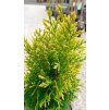 Túje východní 'Aurea Nana' (Thuja orientalis 'Aurea Nana')