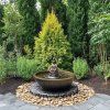 Túje východní 'Aurea Nana' (Thuja orientalis 'Aurea Nana')