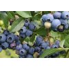 BlueberryNorthland02 2