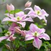 clematis Fragrand