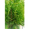 Túje západní 'Smaragd' (Thuja occidentalis 'Smaragd')