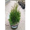 Túje západní 'Smaragd' (Thuja occidentalis 'Smaragd')
