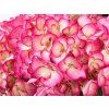 hydrangea saxon graefin cosel