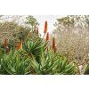 Aloe vera Flowers